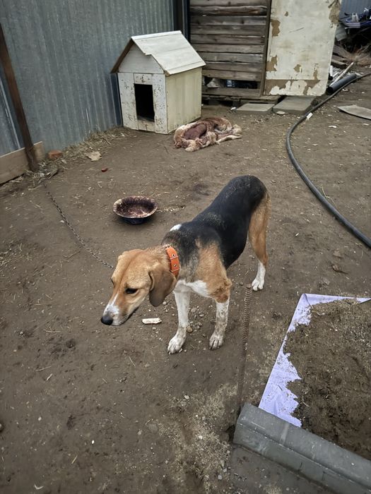 Продам Щенков Русской гончей