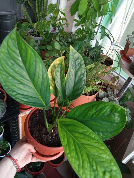 Продам комнатные растения