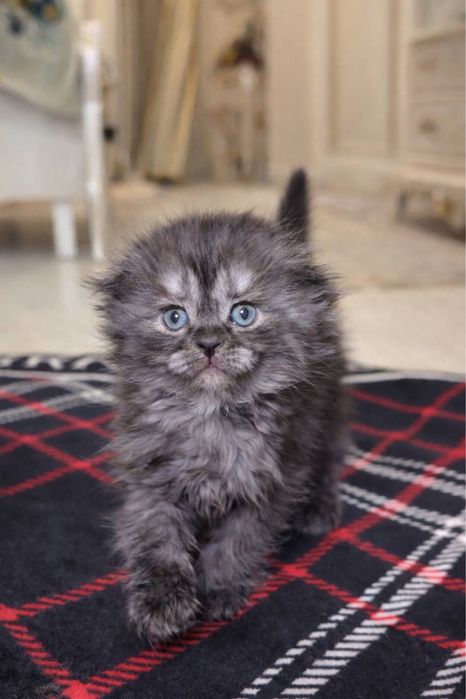 чистокровные котята