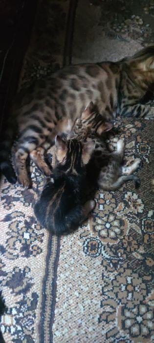 Бенгальские котята