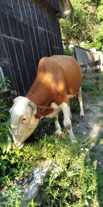 Vaca de vânzare Baia de Aries