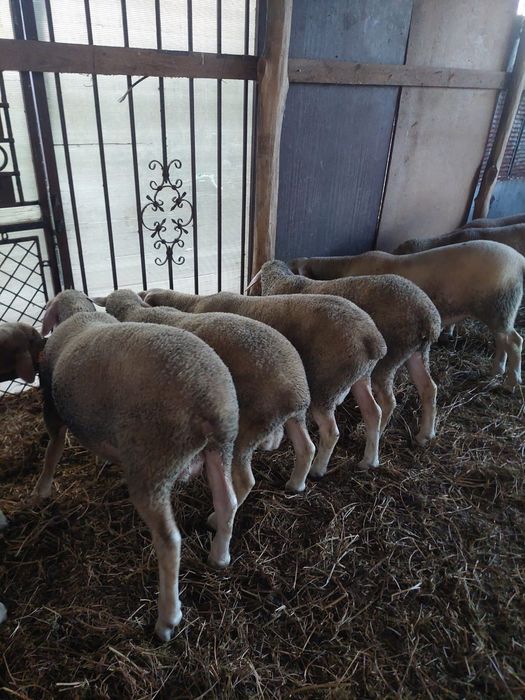 Vand Berbeci Lacaune