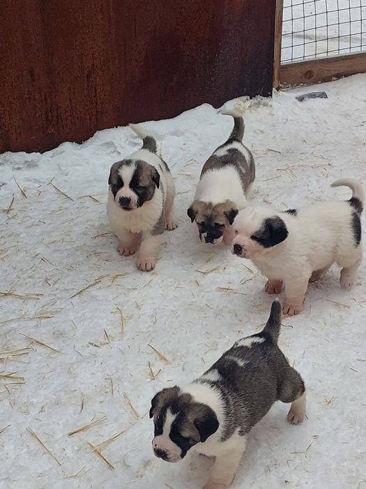 Продам Щенки алабай