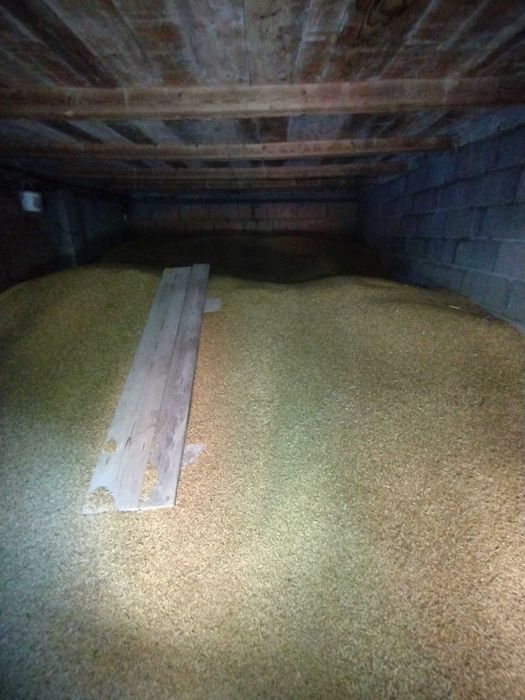 VÂND ORZOAICĂ CASANOVA C2 și grau PG 102 recolta 2025 C2