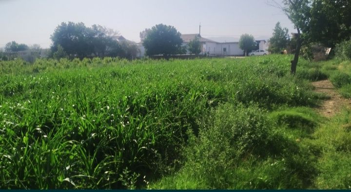 33сотохли 5хонали  уй 250млн сум сотилади! Музработ т Тонг юлдузи мфй