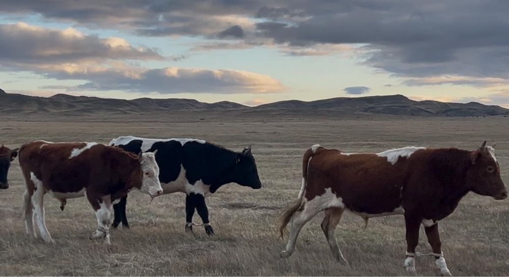 Бычки на продажуу