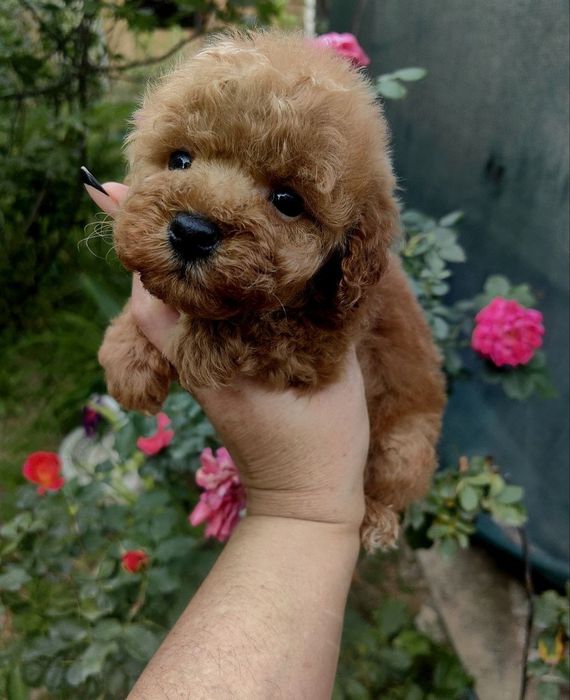 Девочки и мальчики мальтипу F1, супер мини,,китайские крови.