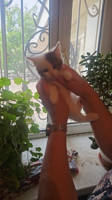 Отдам даром котят