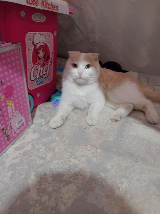 Britaniski mushuk bn chachishtirilgan