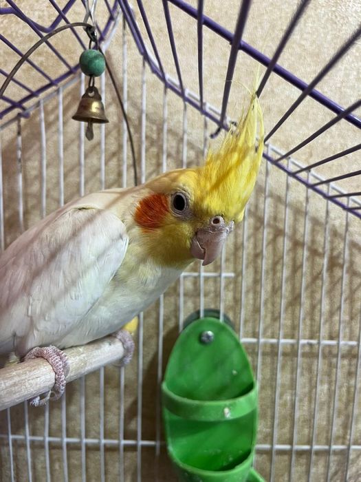 Продам попугая корелла