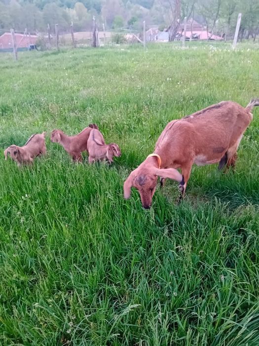Vând iezi metis anglo nubian de prasilă