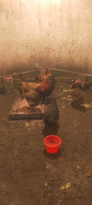 Продам кур порода илюхей