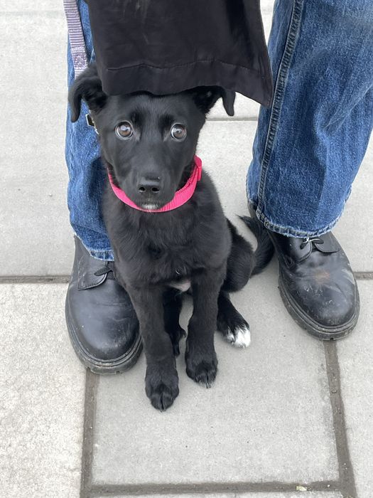 Щенок девочка в добрые руки