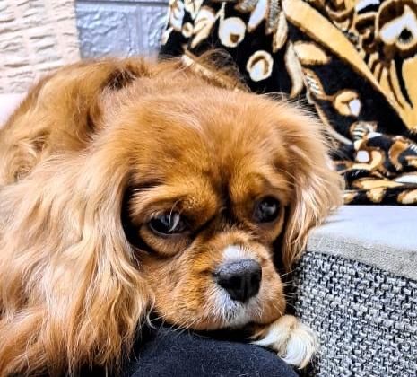 Продаются щенки Кавалер-Кинг Чарльз спаниель