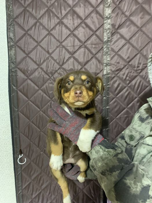 Австралийский келпи щенок девочка