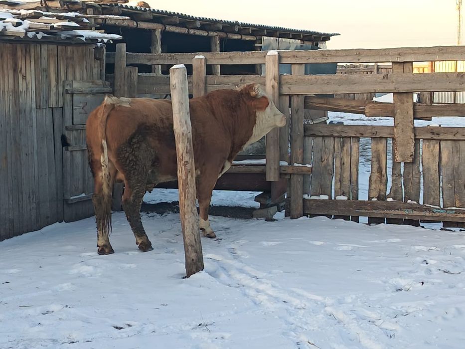 Продается на племя бык