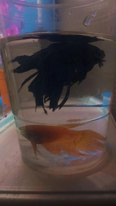 Питушки рыба сатылады betta fish