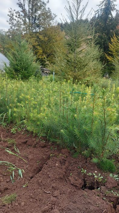 Puieti duglas Pseudotsuga menziesii ghiveci P12- plantare 12 luni/an