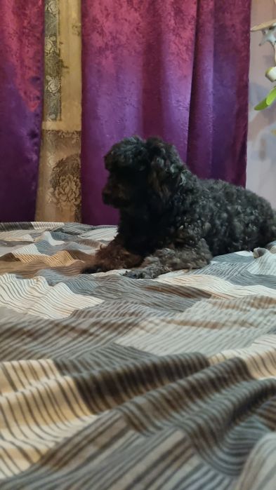 Пудельки. Игровые девчонки.