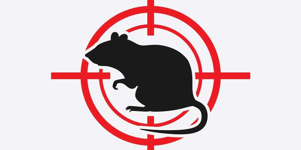 уничтожение мышей в Ташкент, Услуги по дератизации крыс и мышей