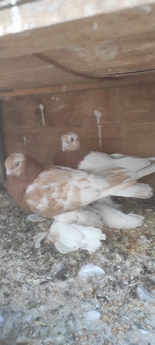 Продаются голуби
