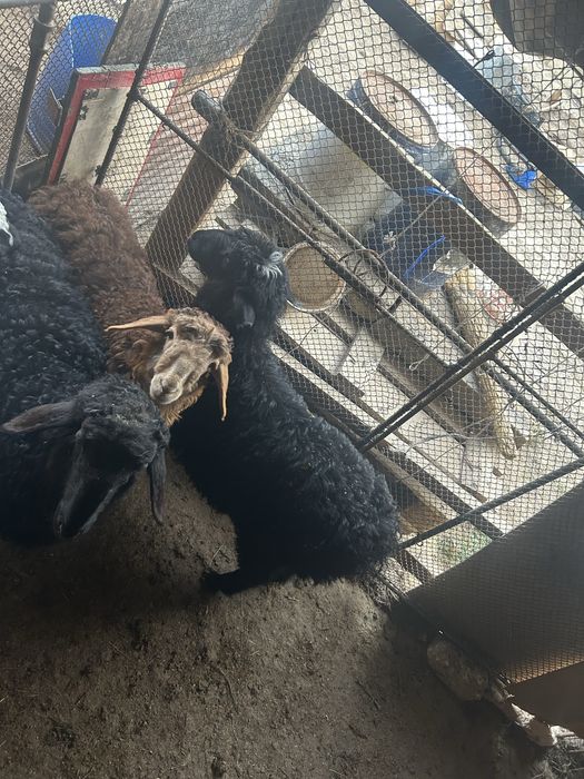 Қозылар сатылады