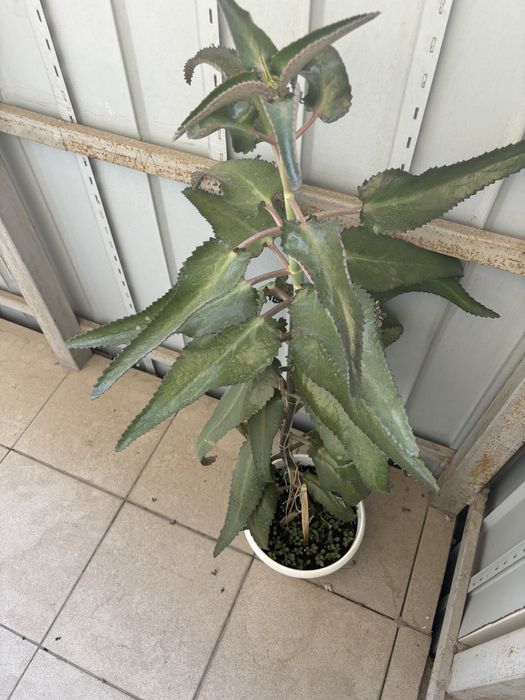 Продается лечебная каланхоэ