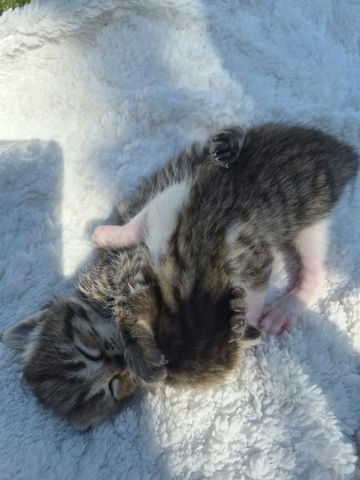Котята в добрые руки. Срочно!
