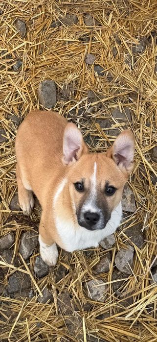 Catei pentru adoptie