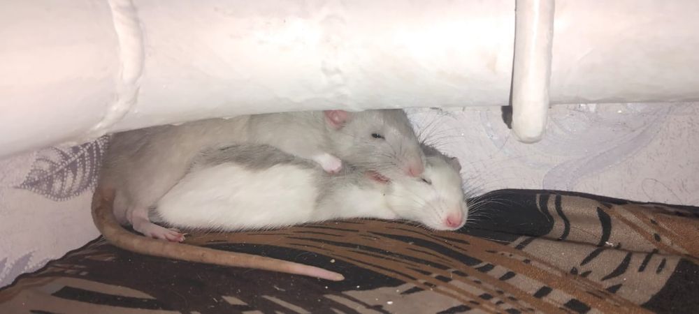 Продам 2 крыси очень красивые