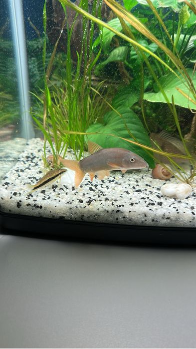 Рыбка Боция Модеста (мирная)