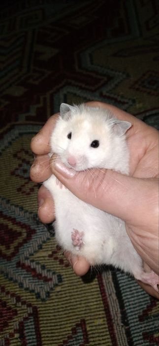 Хомячки мать и детишки