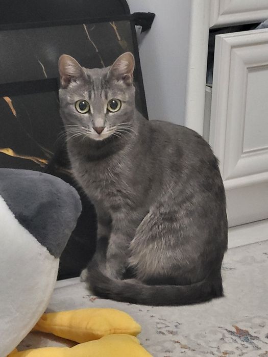 Ласковая кошка в добрые руки