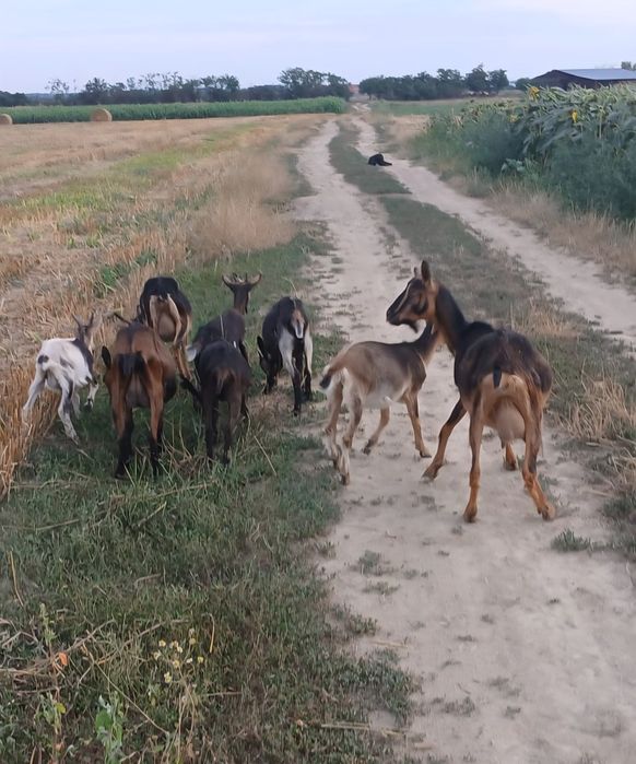 Vand capre si iezi