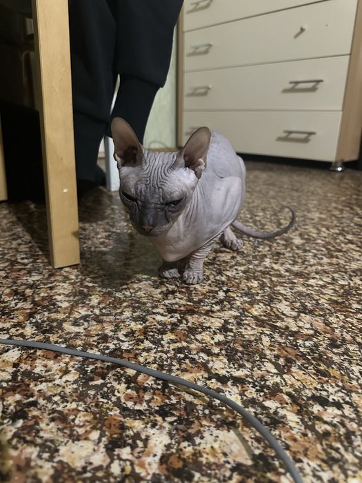 Связка кошка сфинкс