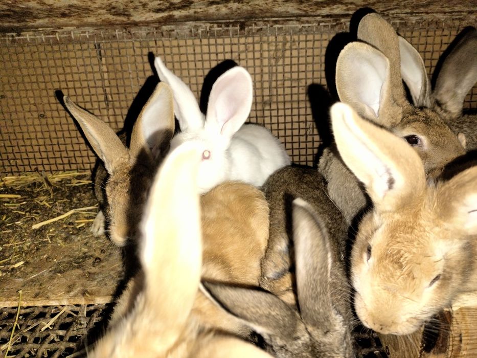 Продам  кроликов.