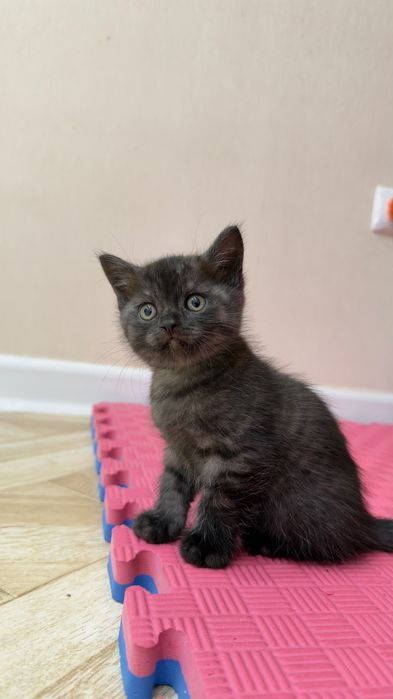 Котята шотландцы