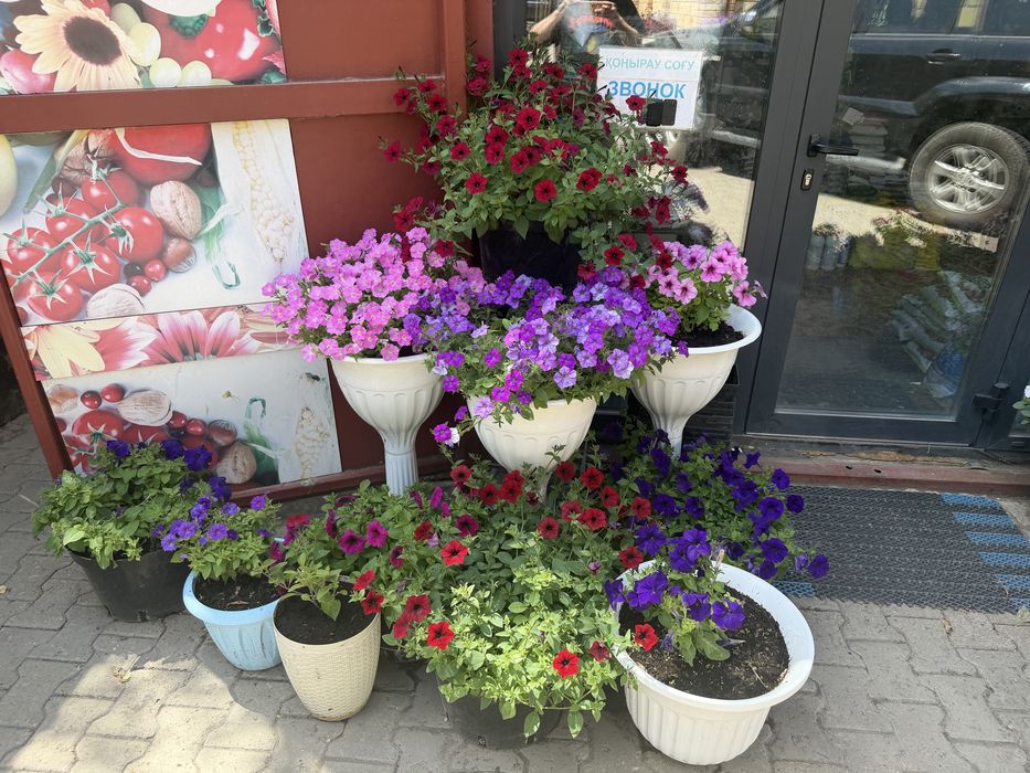 Петунии ампельные