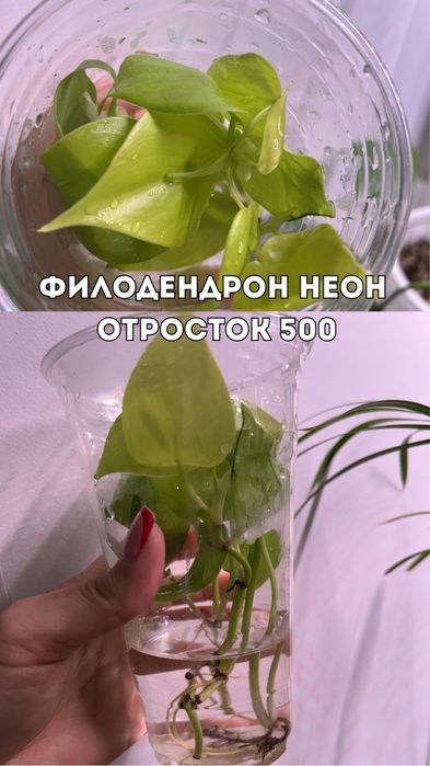 Цветы, комнатные растения