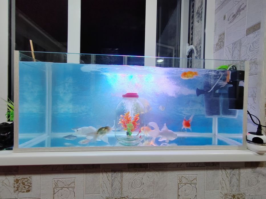 Akvarium аквариум