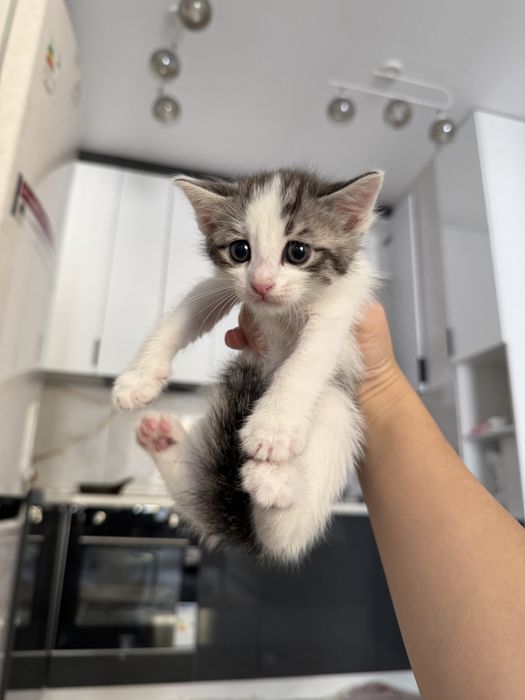 Котенки 1 месяцев СРОЧНО ПРОДАМ
