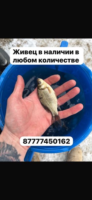 Живец карась всегда в наличии
