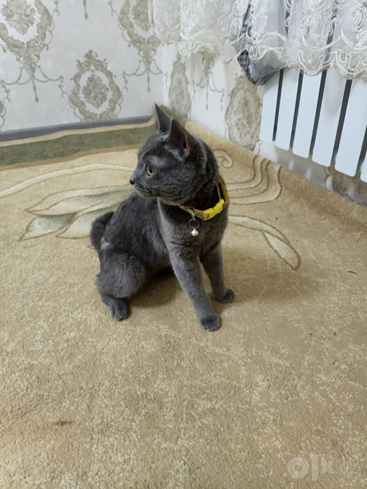 Мушуклар Кошки .