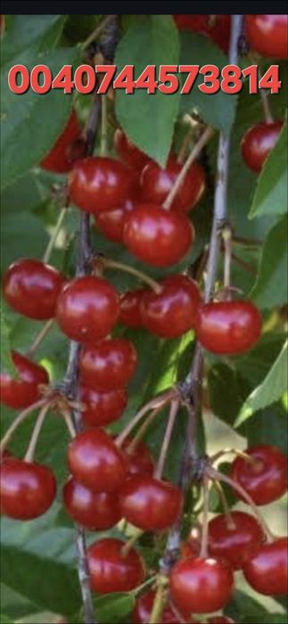 Firma autorizata Livram;Plantam Nuci Chandler Carpatica.Visin.Cires