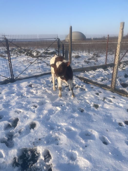 Vitei doi  tăuraș de vanzare