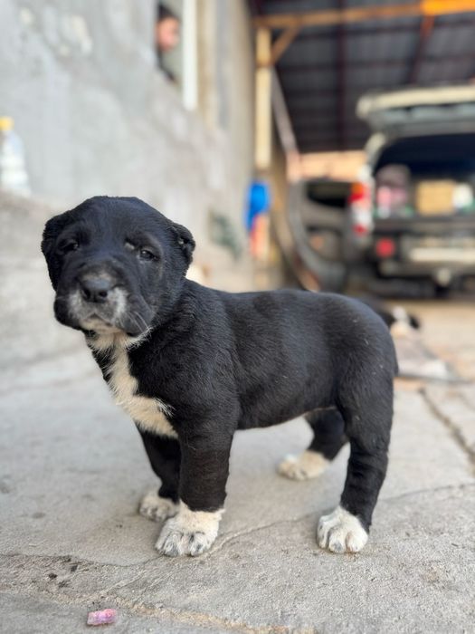 Продам щеньки алабая