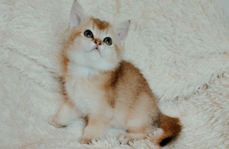 Котята Золото шиншиллы