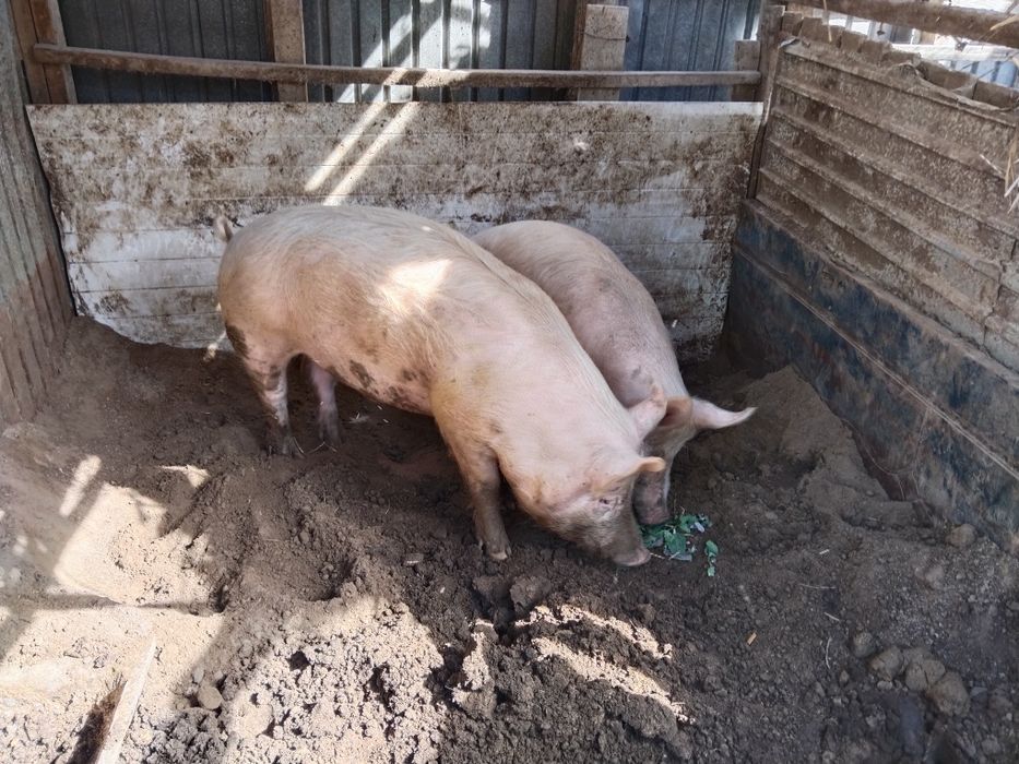 Продам кабана,9-10 месяцев