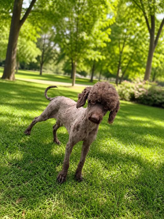 Poodle / Pudel  / Canis