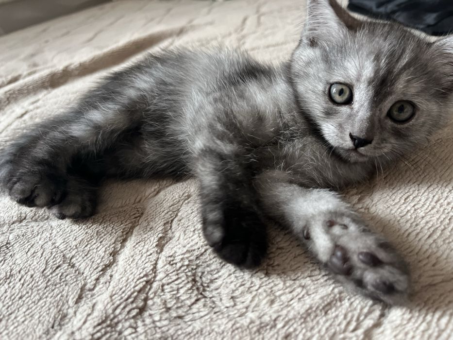 Шотладские котята